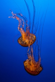 深海狮鬃水母图片