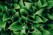 非主流绿叶植物水珠图片