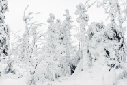 冬季白雪覆盖的景色图片