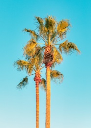 高大椰子树照片