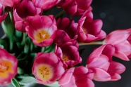 红色郁金香唯美花束图片
