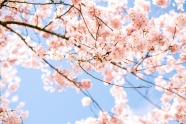 春天樱花盛开唯美图片