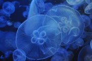 蓝色透明海蜇水母图片