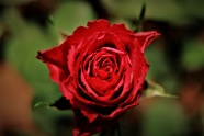 爱情玫瑰花朵图片