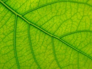 绿色树叶微距摄影图片