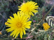 黄色野菊花摄影图片