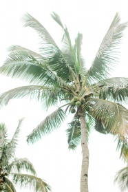 椰子树低角度摄影图片