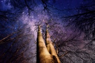 树林紫色星空图片