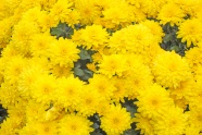 黄色秋菊图片