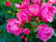 花园盛开玫瑰图片