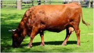 棕色大奶牛吃草图片