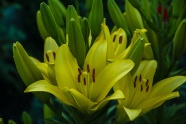 黄色百合花朵绽放图片