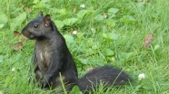 草地灰色松鼠图片