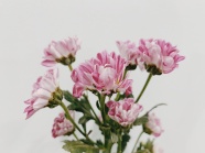 粉色菊花花束图片