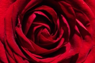 红玫瑰花蕾图片