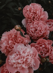 藕粉色牡丹花图片