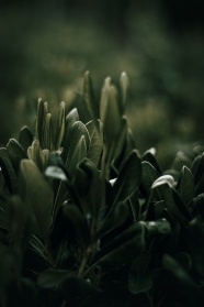 深绿色植物摄影图片
