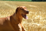 棕色警卫犬图片