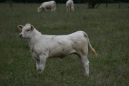 牧场白色公牛图片
