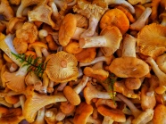 食用营养蘑菇图片
