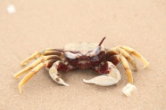 沙地螃蟹图片