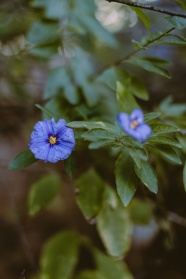 枝头上的蓝茄花图片