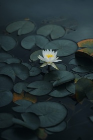 莲塘浮萍莲花图片