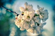 白色苹果花枝花朵图片