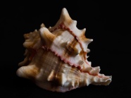 螺旋贝壳素材图片