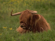 高原牦牛休息图片