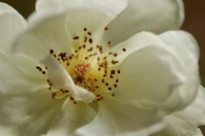 白玫瑰微距图片