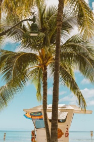 海边棕榈树图片欣赏