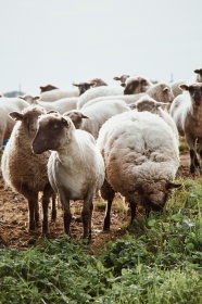 牧场上的羊群图片