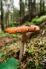 树林野生真菌蘑菇图片