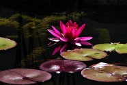 池塘睡莲花朵盛开图片