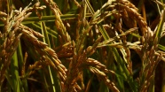 成熟水稻稻穗图片