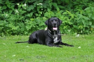 拉布拉多黑色宠物犬图片