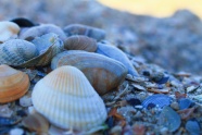 沙滩海岸贝壳图片