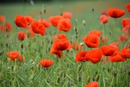 红罂粟花观赏图片