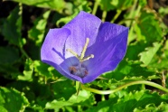 一朵紫色花朵绽放图片