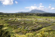 稻田梯田风景图片