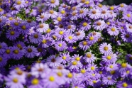 紫色雏菊花朵图片