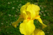 黄色鸢尾花花朵图片