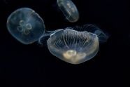 深海海蜇水母图片