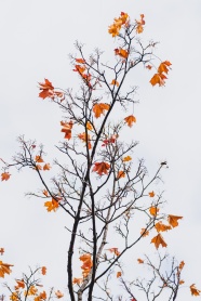 秋季树木唯美意境图片