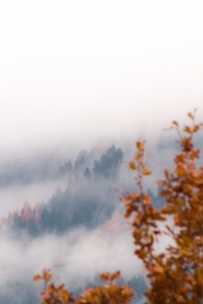 山脉树林云雾缭绕图片