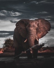 野生非洲大象戏水图片