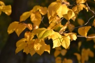 金黄色树叶图片