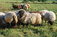 放牧羊群放牧图片
