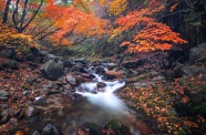 秋季森林小溪风景图片